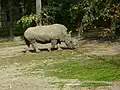 White rhinoceros