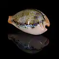 Shell of Paradusta hungerfordi hungerfordi