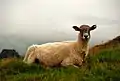 Sheep with an earmark