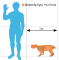 Size comparison of Notostylops murinus with a human.