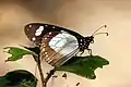 Female underside