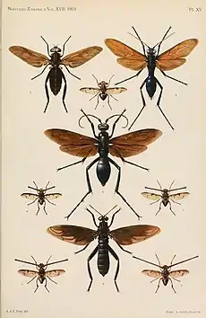 Mimicry of Pompilidae (Hymenoptera) by Pantophthalmus rothschildi Pantophthalmidae and  Mydas praegrandis Mydidae