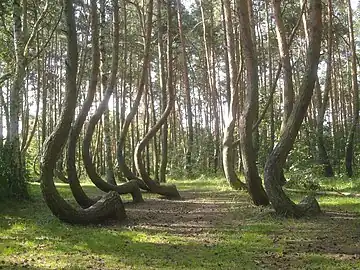 Crooked Forest in Nowe Czarnowo, Poland