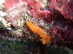 A 5 mm juvenile of the yellow form of Triopha maculata in a California tide pool.