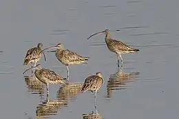 Far Eastern Curlews, photographed in Java, Indonesia