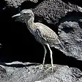 Immature in the Galápagos Islands