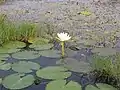 Water lily blooming in Sankarpur of West Bengal