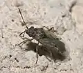 False chinch bug, Nysius