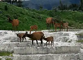 A small group of elk, composed of several does and their calves, loiter peacefully on the jagged steps of gray, rocky travertine, behind which is a picturesque landscape of plush, green hills covered in grass and trees.