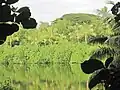 Mangroves along seawall leeward of Laenani Point