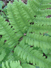 Harvestman on an oak fern