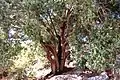Oak - Quercus calliprinos