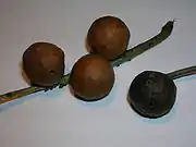 Oak marble galls, one with a gall fly exit hole and another with Phoma gallarum fungal attack