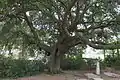 Towering oak tree at Kent House