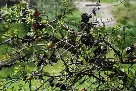 An oak tree with multiple oak apples