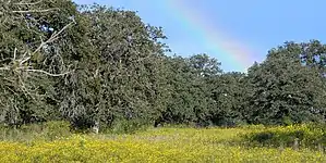 Oaks trees (Quercus) and wildflowers, Guadalupe County (October 2018).