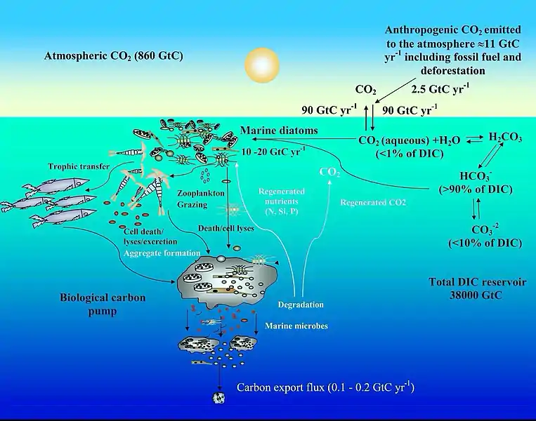 Ocean carbon cycle and diatom carbon dioxide concentration mechanisms
