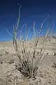 An ocotillo plant common in Anza-Borrego Desert State Park