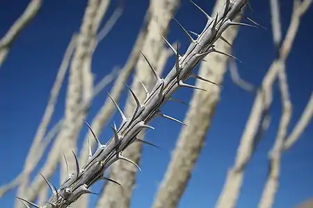 The spines of Fouquieria splendens develop from the leaf petioles.