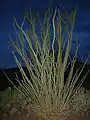 Ocotillo with leaves outside Tucson Mountains after a rainfall event