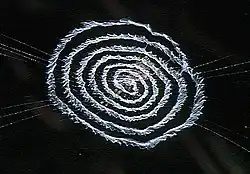 An Octonoba yaeyamensis with a spiral stabilimentum