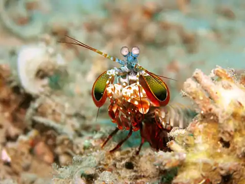Image 11Mantis shrimpCredit: Jens PetersenMantis shrimp (peacock mantis shrimp – Odontodactylus scyllarus – pictured) are marine crustaceans of the order Stomatopoda. They take their name from the physical resemblance to praying mantises and shrimp.More selected pictures