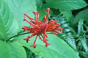 Tropical Botanical Garden, Papaikou, Hawaii