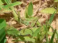 Green fifth instar