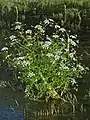 Oenanthe lachenalii or parsley water dropwort