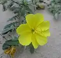 Oenothera drummondii