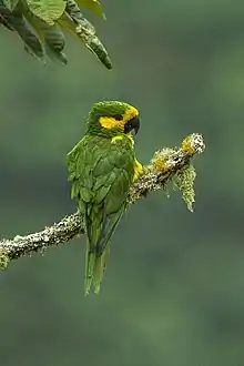 A green parrot with a yellow forehead and cheeks
