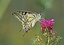 Old World swallowtail(Papilio machaon)tribe Papilionini