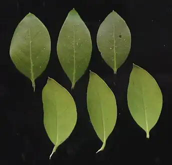 Leaves