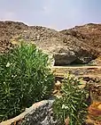Oleander in the Wadi Asimah