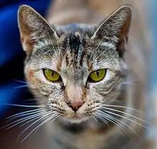 Black tortoiseshell ("tortie") cat