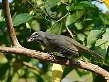 An olive-grey bird perched on a branch with a berry in its beak.