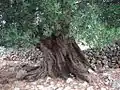 Olive tree near Lun
