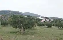 Olive trees in Yerakini