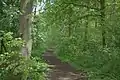 Forest near Hagestein