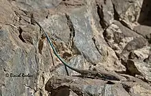 Omanosaura cyanura from United Arab Emirates
