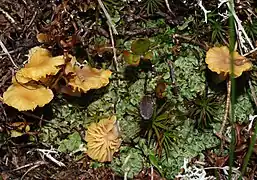 Lichenomphalia hudsoniana