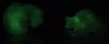 mushrooms with glowing green gills in darkness