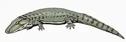 Onchiodon, of the late Carboniferous to early Permian of Europe and North America