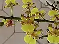 Oncidium cebolleta