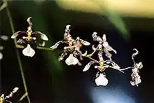 Oncidium incurvum