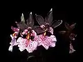 Oncidium nubigenum