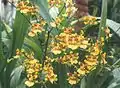 Oncidium sphacelatum