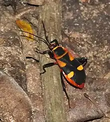 Roscius bug on forest floor