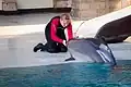 Dolphin show in Marineland, Niagara