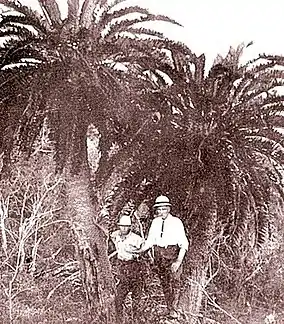 The last two stems of Encephalartos woodii at oNgoye in the early 1900s